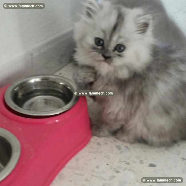 Chaton Persan Chinchilla