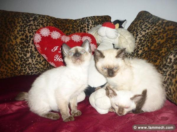 CHATONS SIAMOIS