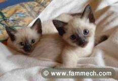 CHATONS SIAMOIS DE RACE