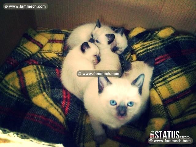 Chatons siamois race pure 