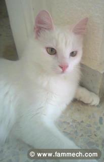 chatte blanche angora turc perdue a cite el khadra