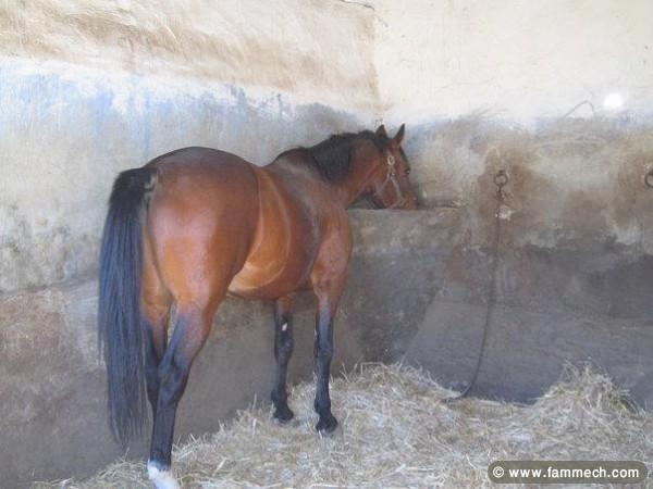 cheval pur sang arabe