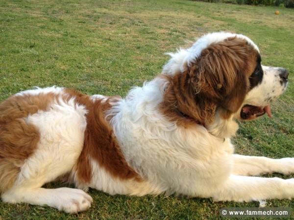 chien a vendre saint bernard 