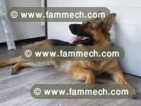 chien berger allemend