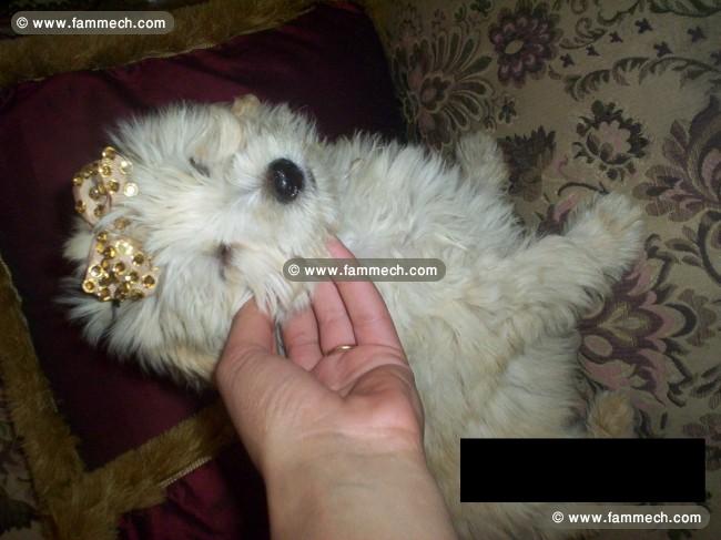 chien caniche