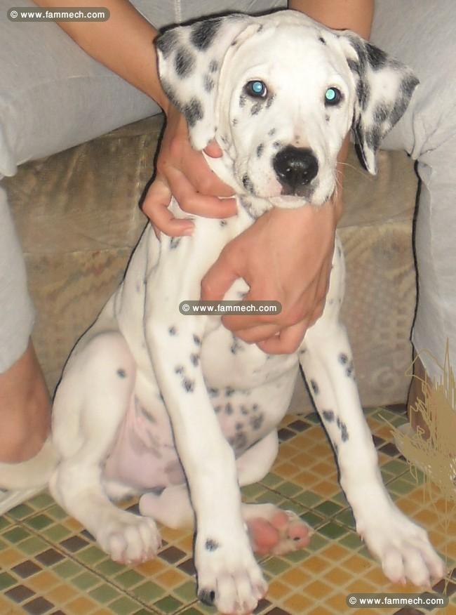 chien dalmatien de race
