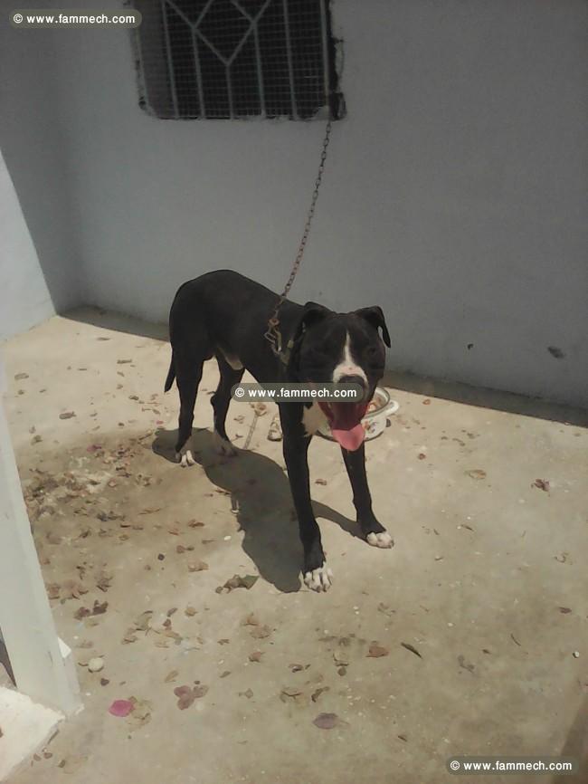 chien de combat pitbull 