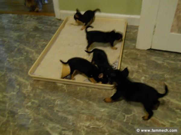 CHIEN DE POCHE CHIHUAHUA TOY