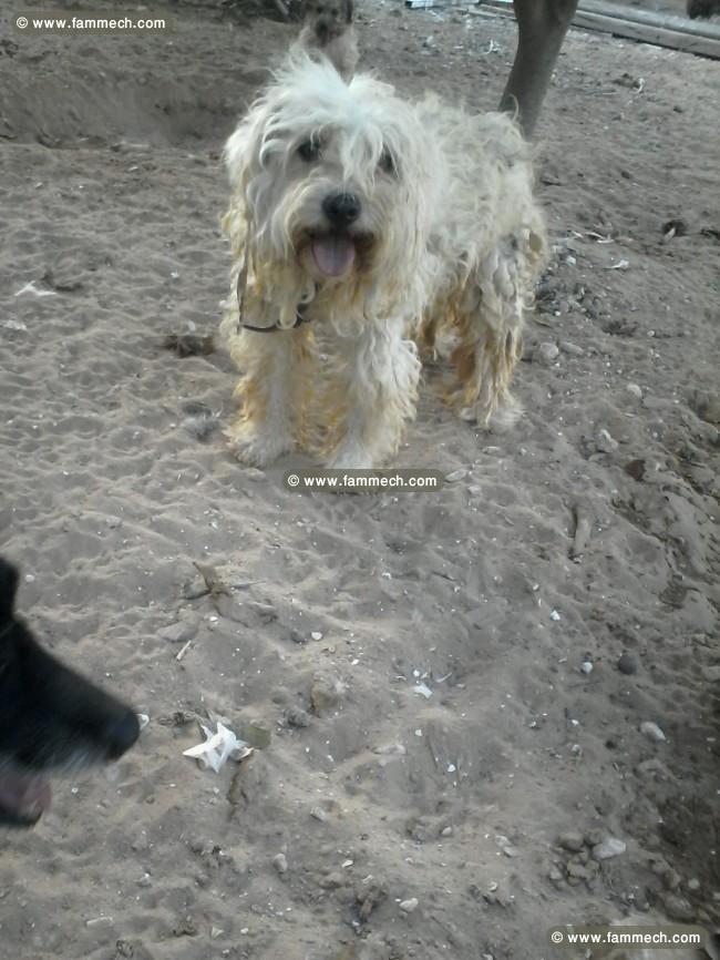 chienne caniche papillon 