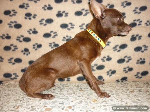 CHIHUAHUA CHOCOLAT FEMELLE 