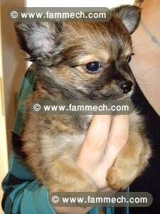 chihuahua poil long males chiots