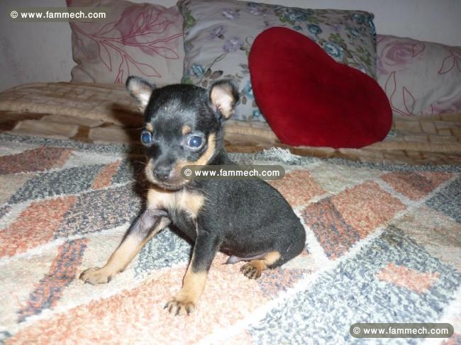 CHIHUAHUA TEACUP MALE DISPO 