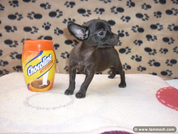 CHIHUAHUA TEACUP TUNISIE