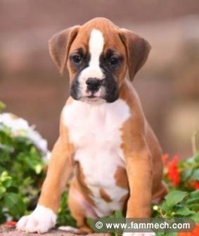 CHIOT BOXER 