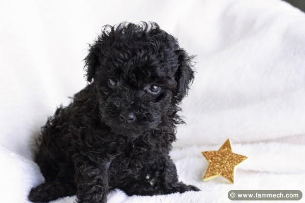 CHIOT CANICHE TOY