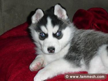 Chiot Husky Siberien