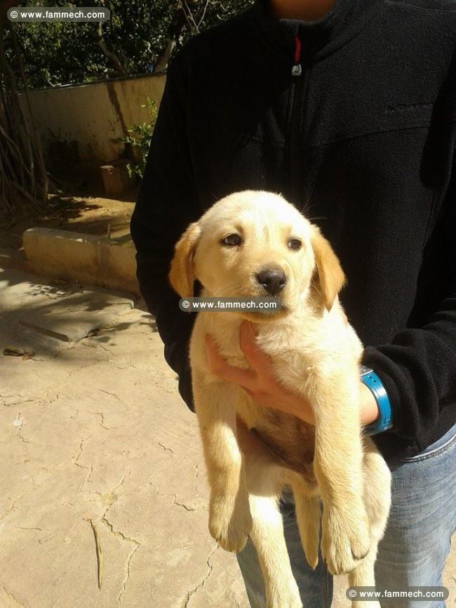 CHIOT LABRADOR MÂLE SABLE