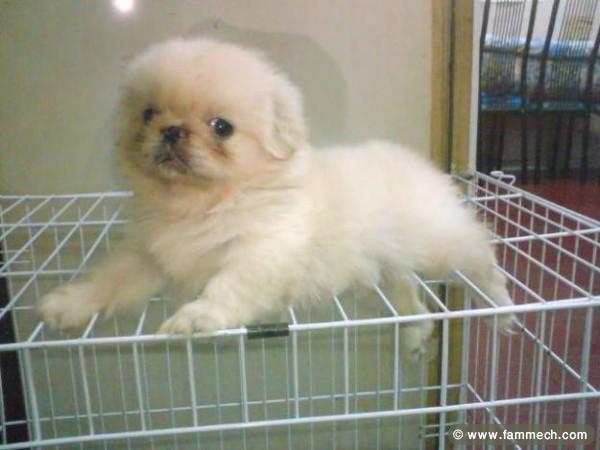 CHIOT PEKINOIS BLANC