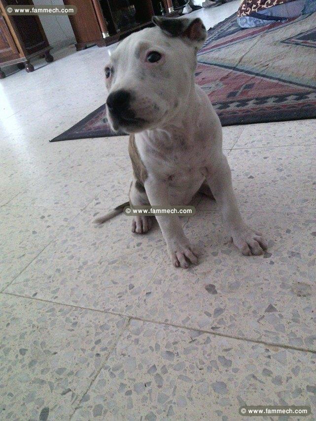 chiot pitbull