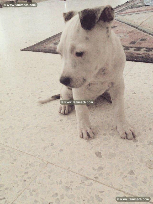 chiot pitbull