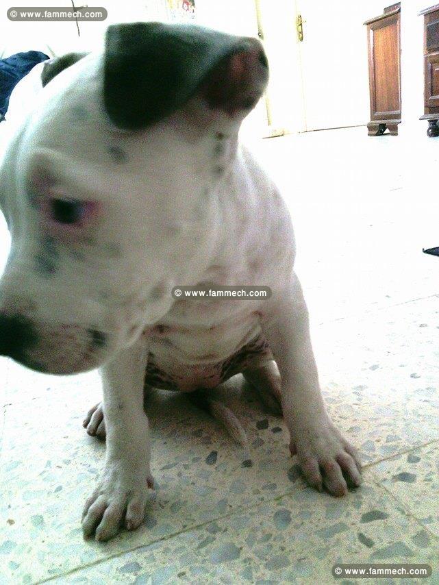 chiot pitbull
