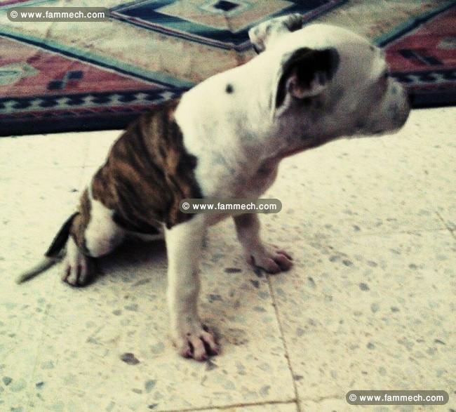 chiot pitbull