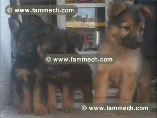 Chiots Berger Allemand race pure poil long 