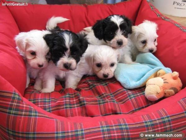 CHIOTS BICHON HAVANAIS