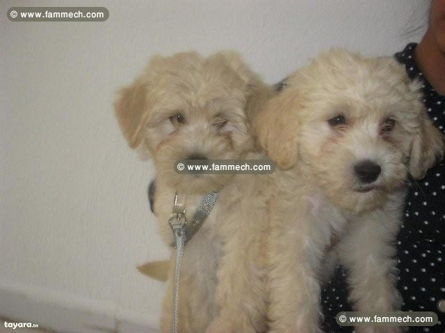 CHIOTS BICHONS HAVANAIS AGE 2 MOIS