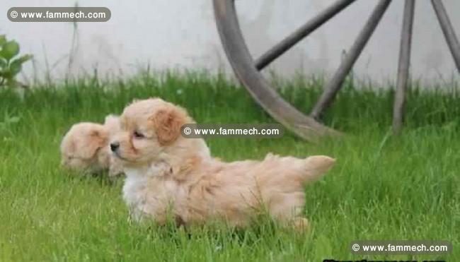 CHIOTS BICHONS HAVANAIS AGE 2 MOIS