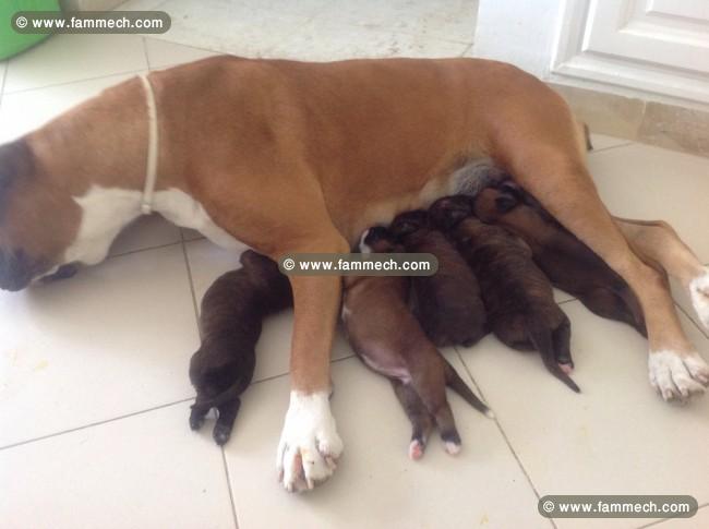 Chiots boxers