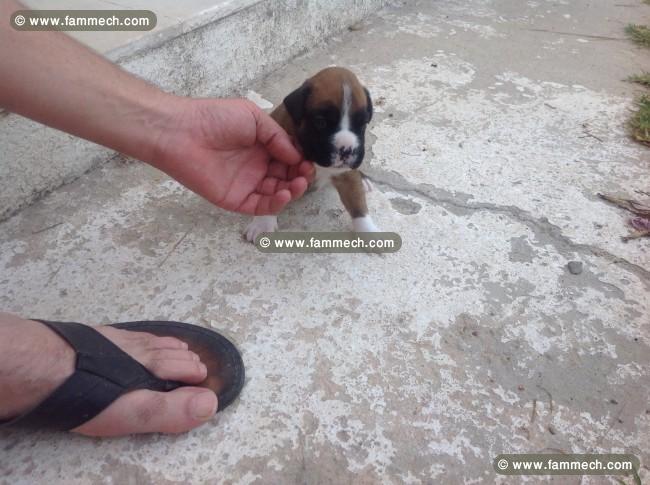 Chiots boxers