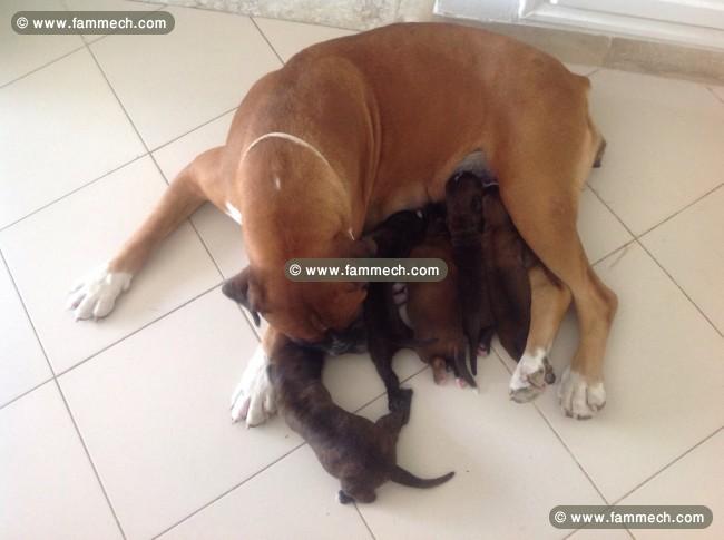 Chiots boxers