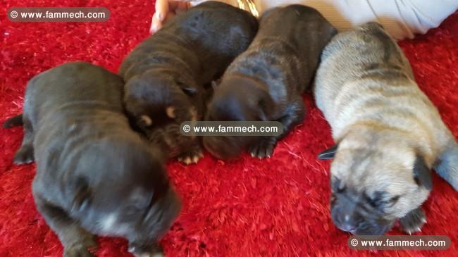 chiots Cane Corso a vendre !!!