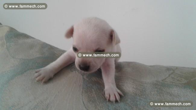 Chiots chihuahua pure race europeens