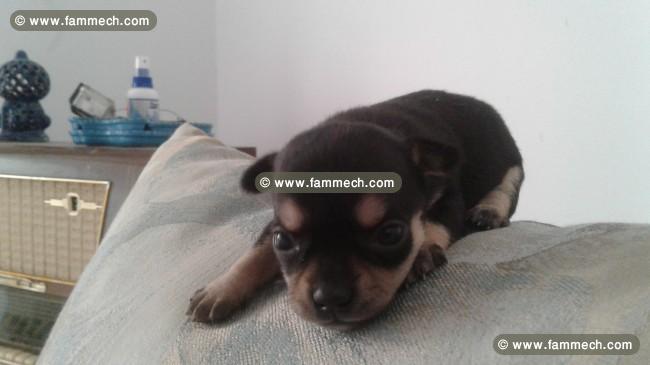 Chiots chihuahua pure race europeens