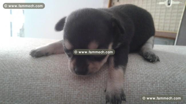 Chiots chihuahua pure race europeens