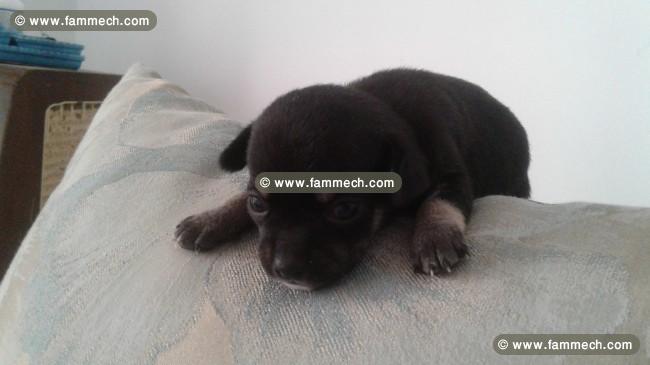 Chiots chihuahua pure race europeens