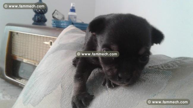 Chiots chihuahua pure race europeens