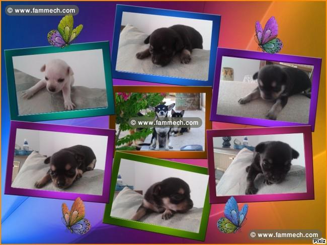 Chiots chihuahua pure race europeens