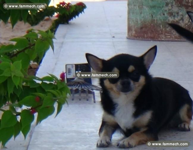 Chiots chihuahua pure race europeens