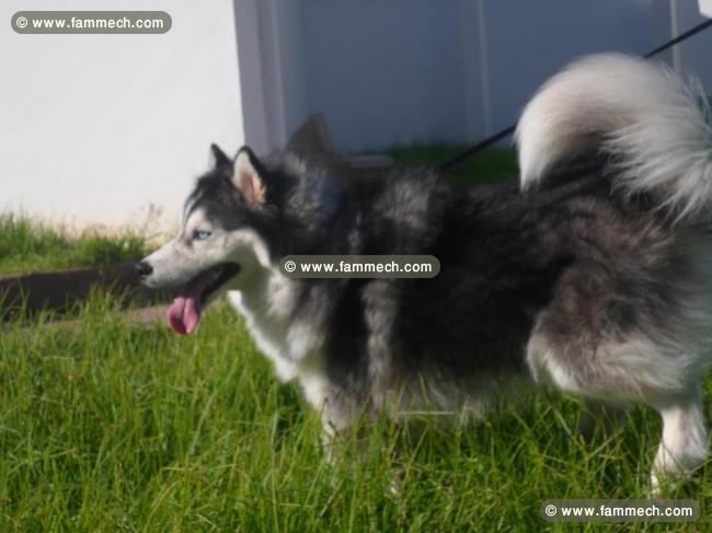 chiots husky