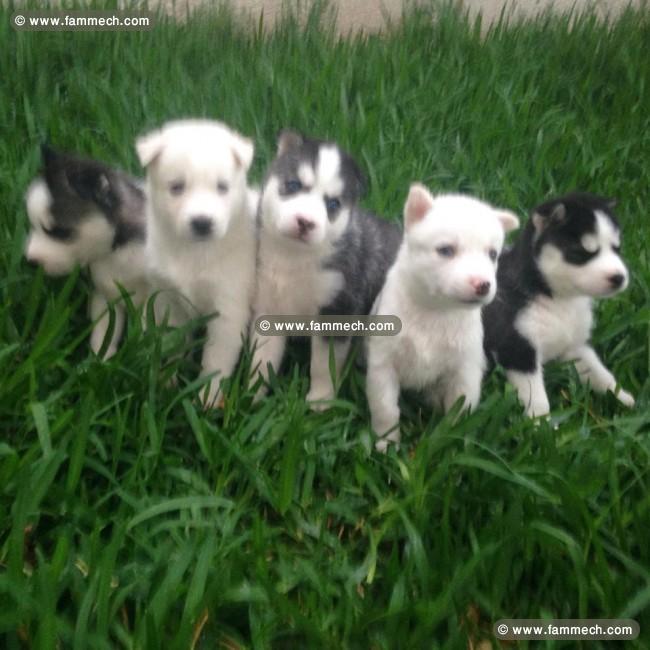 chiots husky