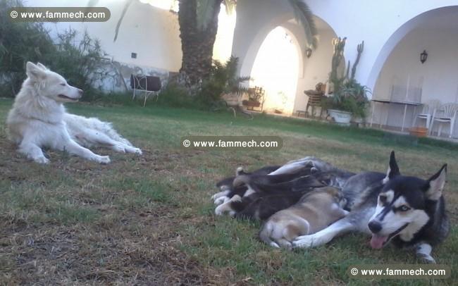 chiots Husky. M et F. poils courts et poils longs