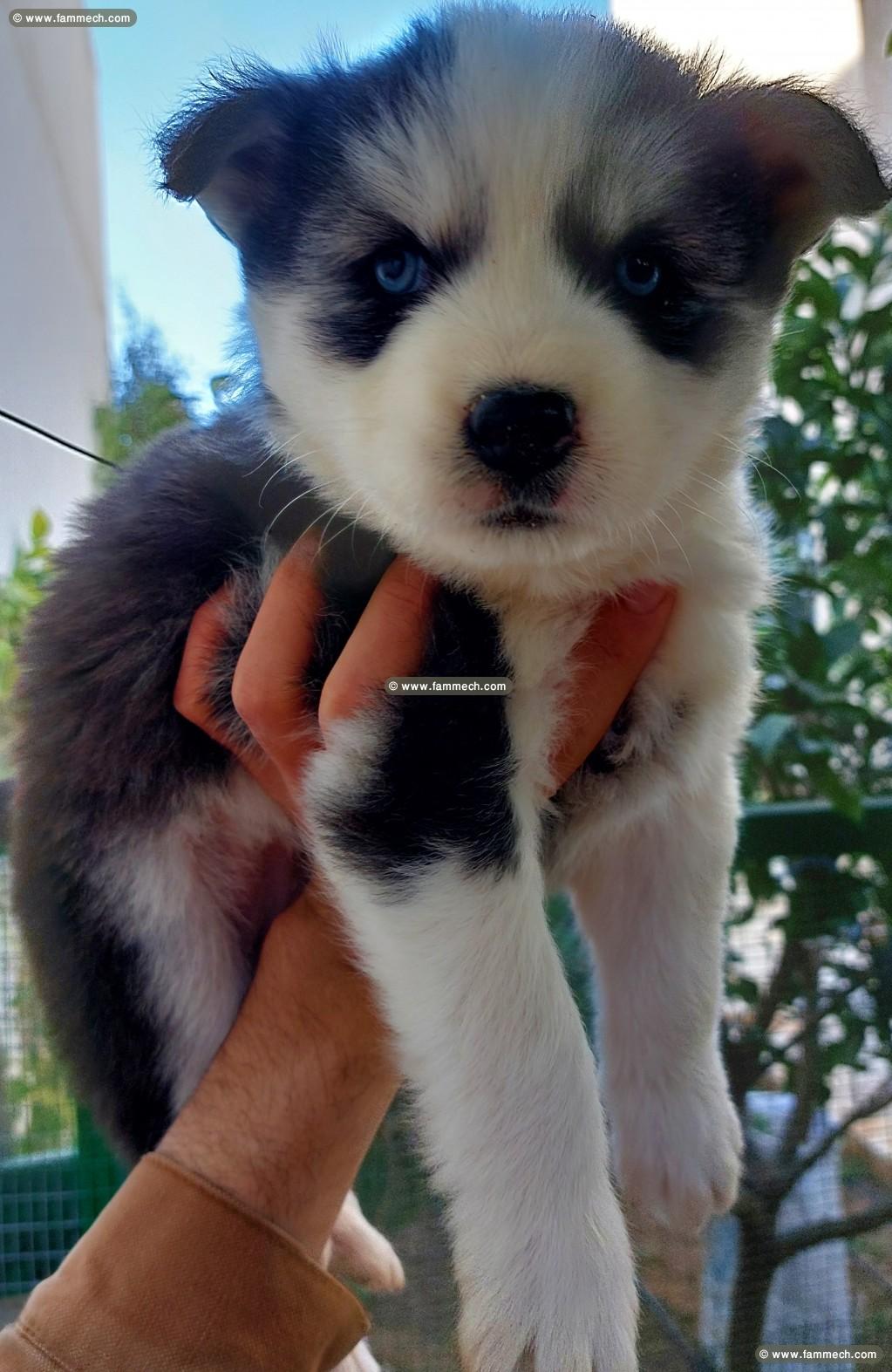 chiots husky siberien