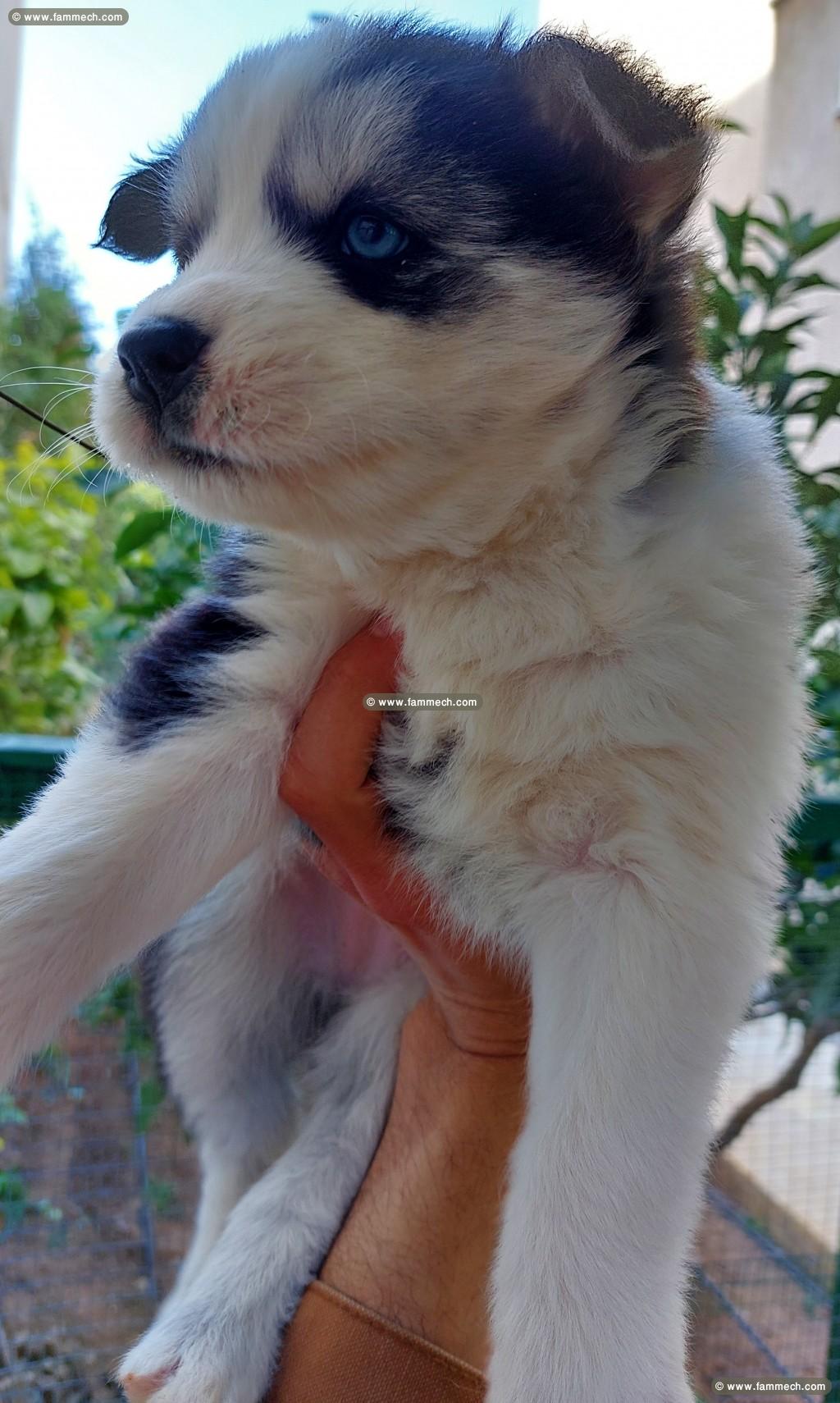 chiots husky siberien
