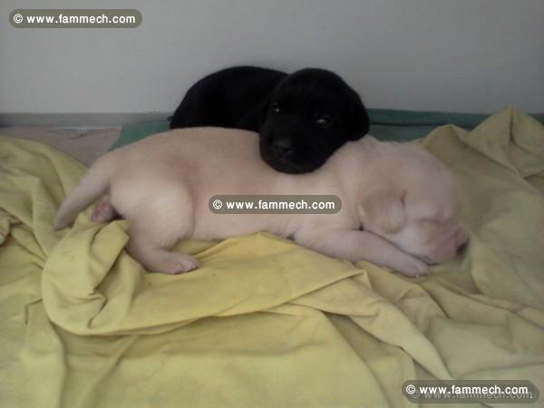 Chiots Labrador