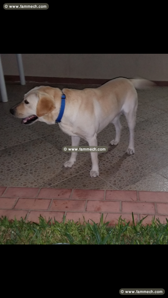 chiots labrador de race