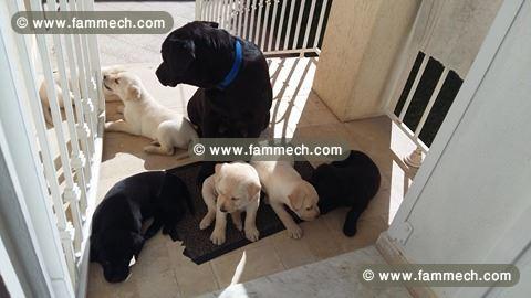 chiots labrador de race