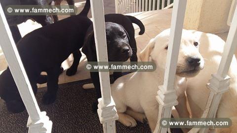 chiots labrador de race